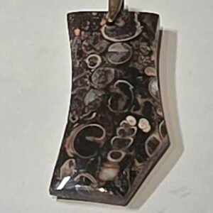 Turritella Agate