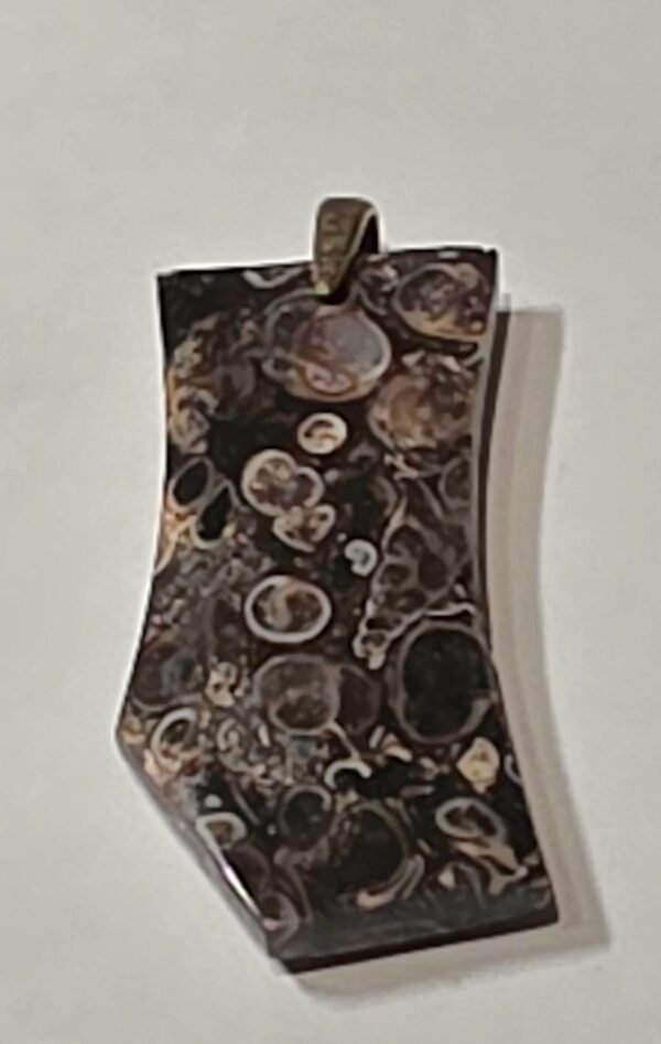 Turritella Agate